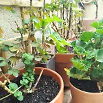 Casa Pilar *